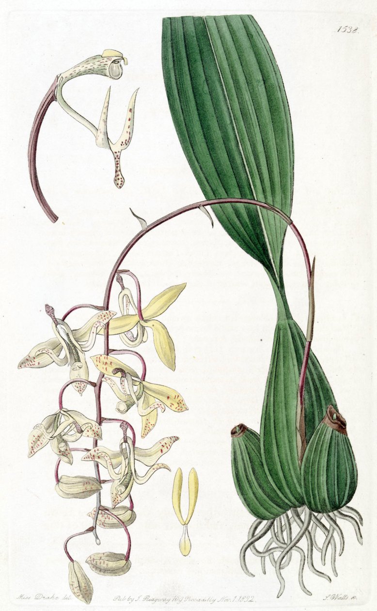Cirrhaea loddigesii von Miss Drake