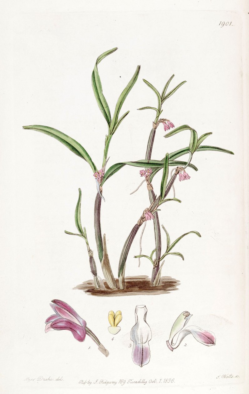 Cladobium graminifolium von Miss Drake