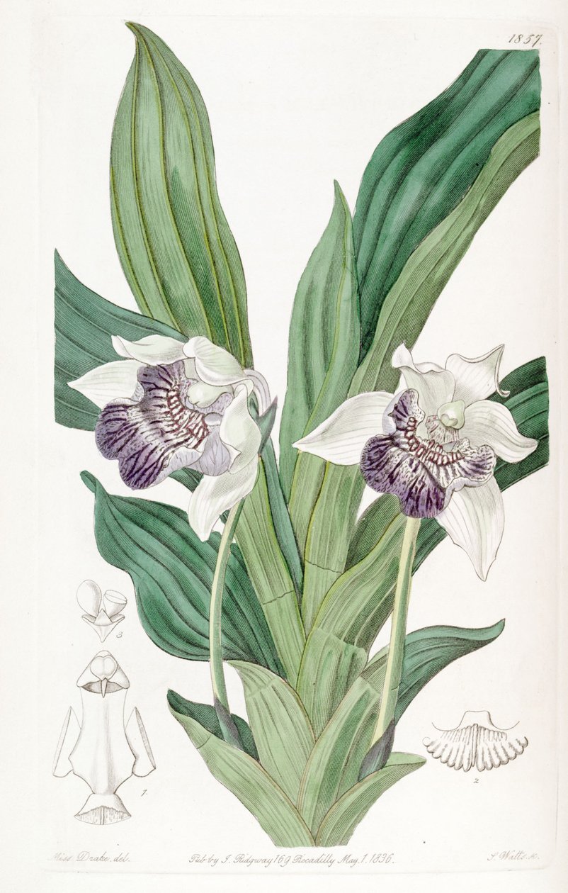 Cochleanthes flabelliformis von Miss Drake