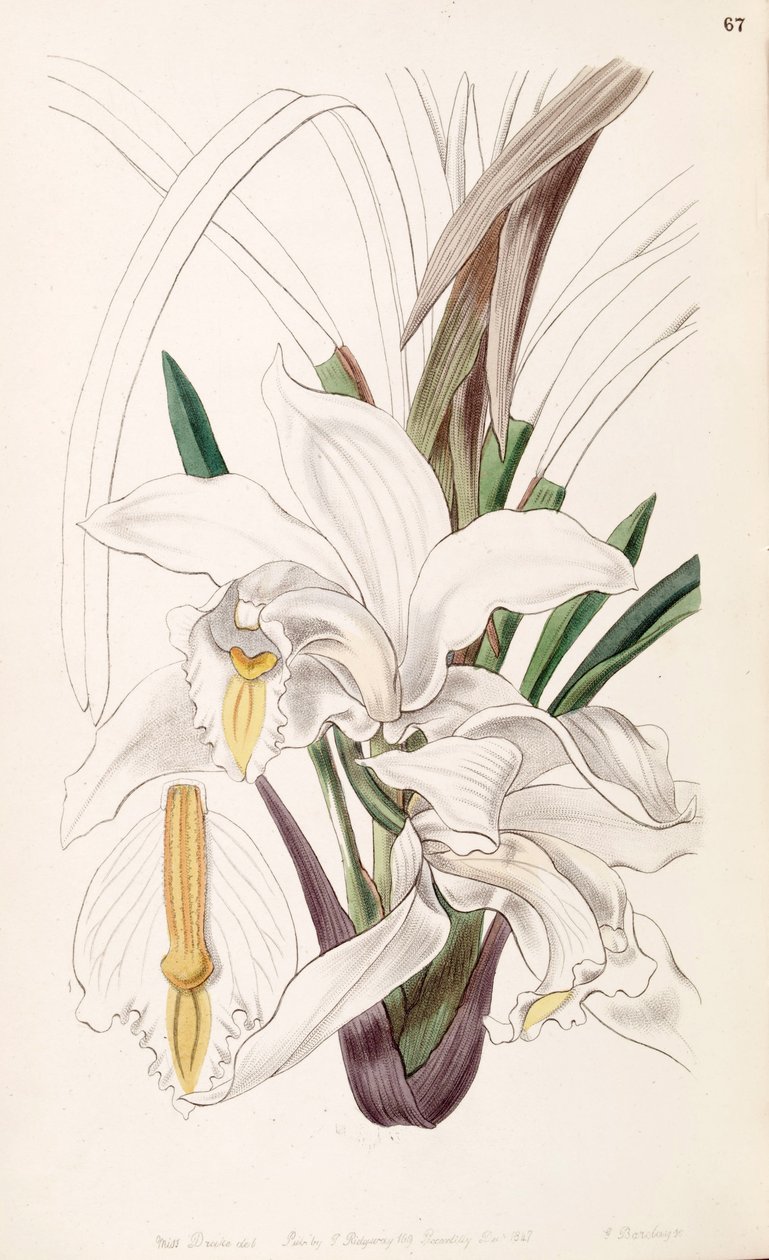 Cymbidium eburneum von Miss Drake