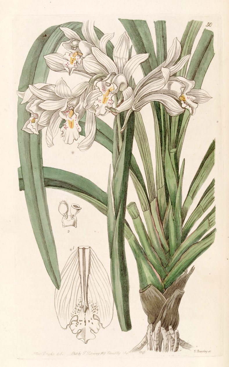 Cymbidium mastersii von Miss Drake