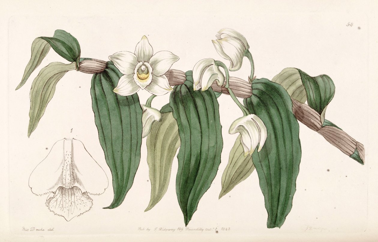 Dendrobium aqueum von Miss Drake