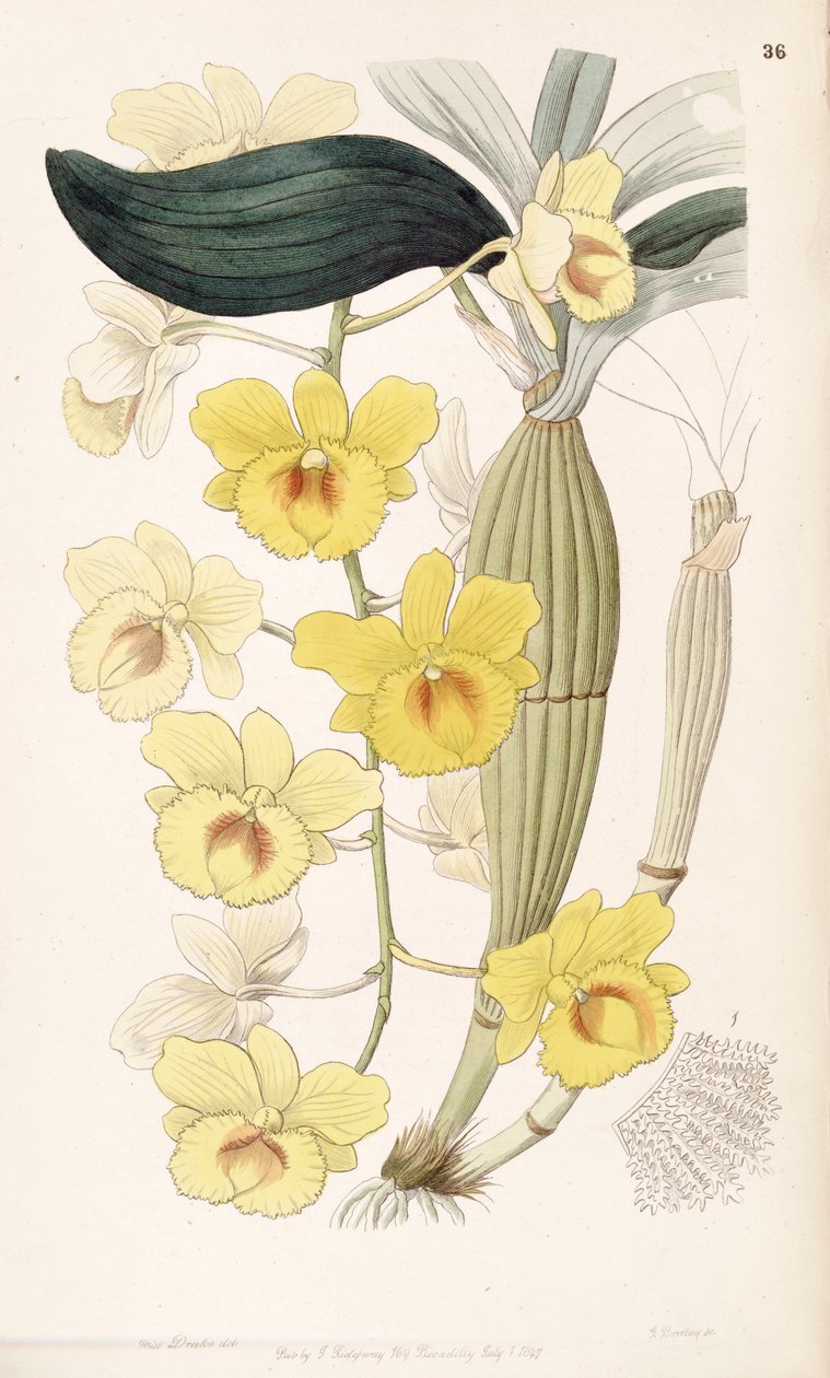 Dendrobium chrysotoxum von Miss Drake