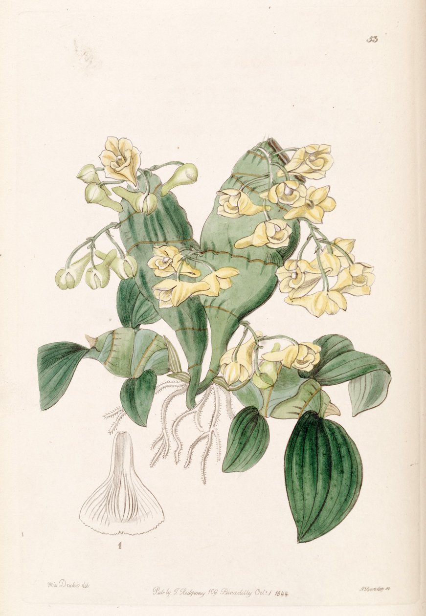 Dendrobium compressum von Miss Drake