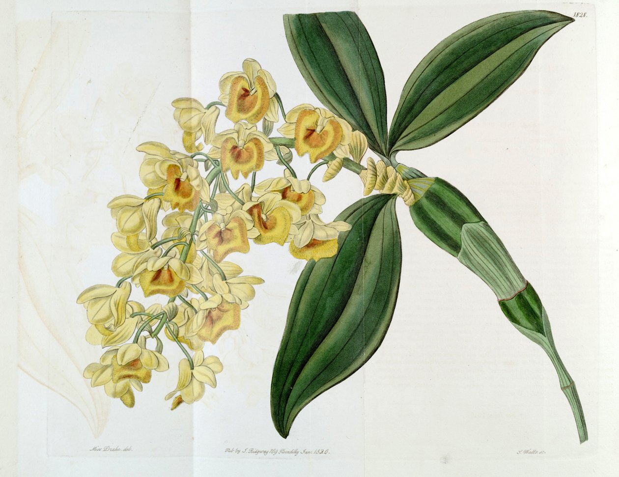 Dendrobium densiflorum von Miss Drake