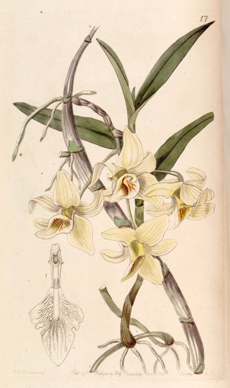 Dendrobium heterocarpum von Miss Drake