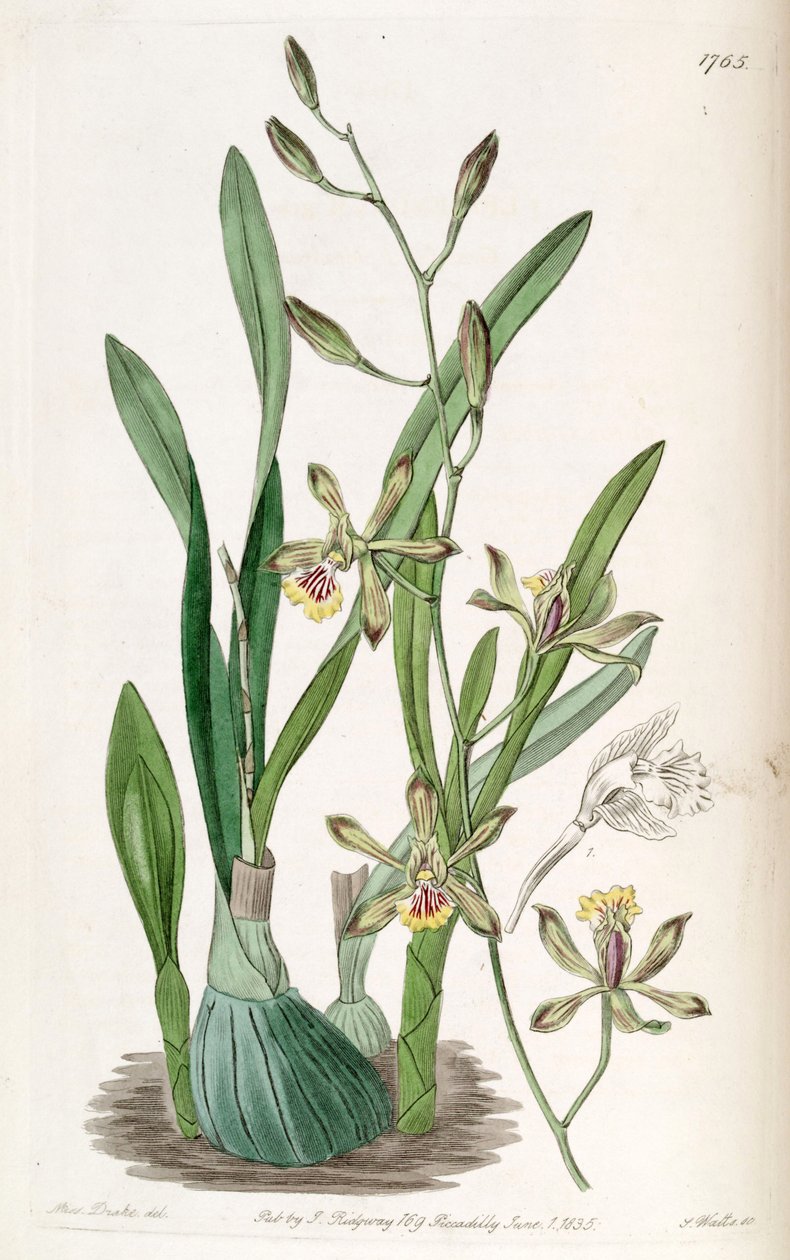 Encyclia gracilis (als syn. Epidendrum gracile) von Miss Drake