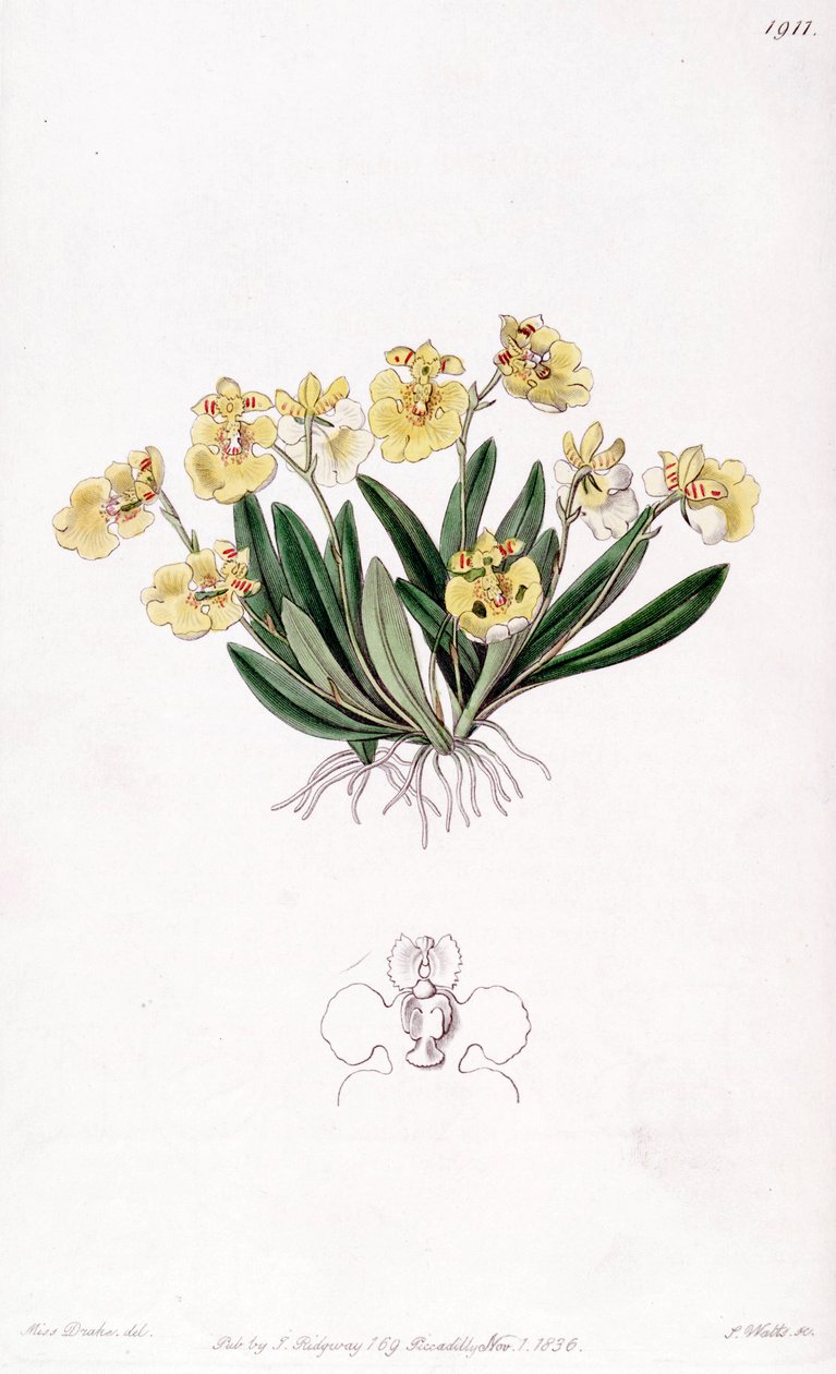 Erycina crista-galli (als syn. Oncidium iridifolium) von Miss Drake
