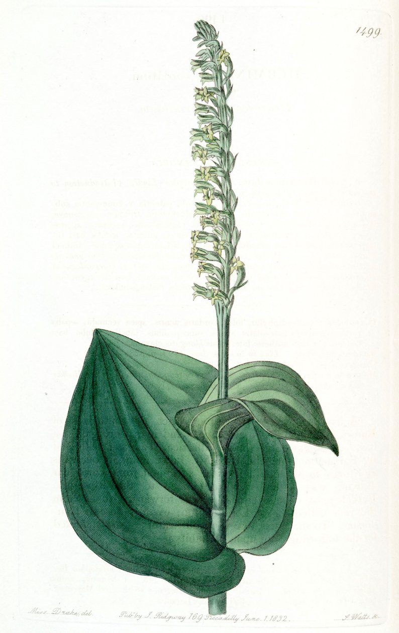 Gennaria diphylla (als syn. Herminium cordatum) von Miss Drake