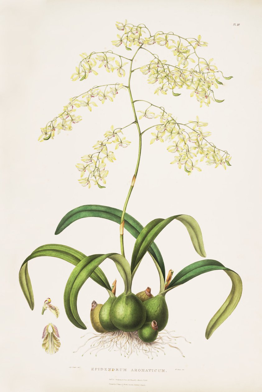 Illustration von Encyclia incumbens (als syn. Epidendrum aromaticum) von Miss Drake