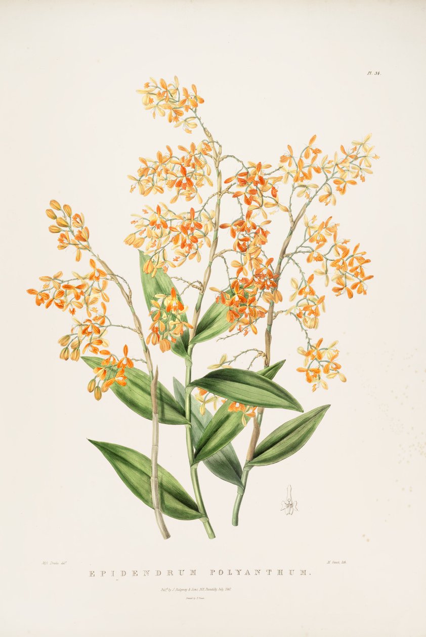 Illustration von Epidendrum polyanthum von Miss Drake