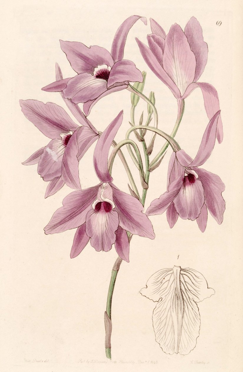 Laelia rubescens (als syn. Laelia peduncularis) von Miss Drake