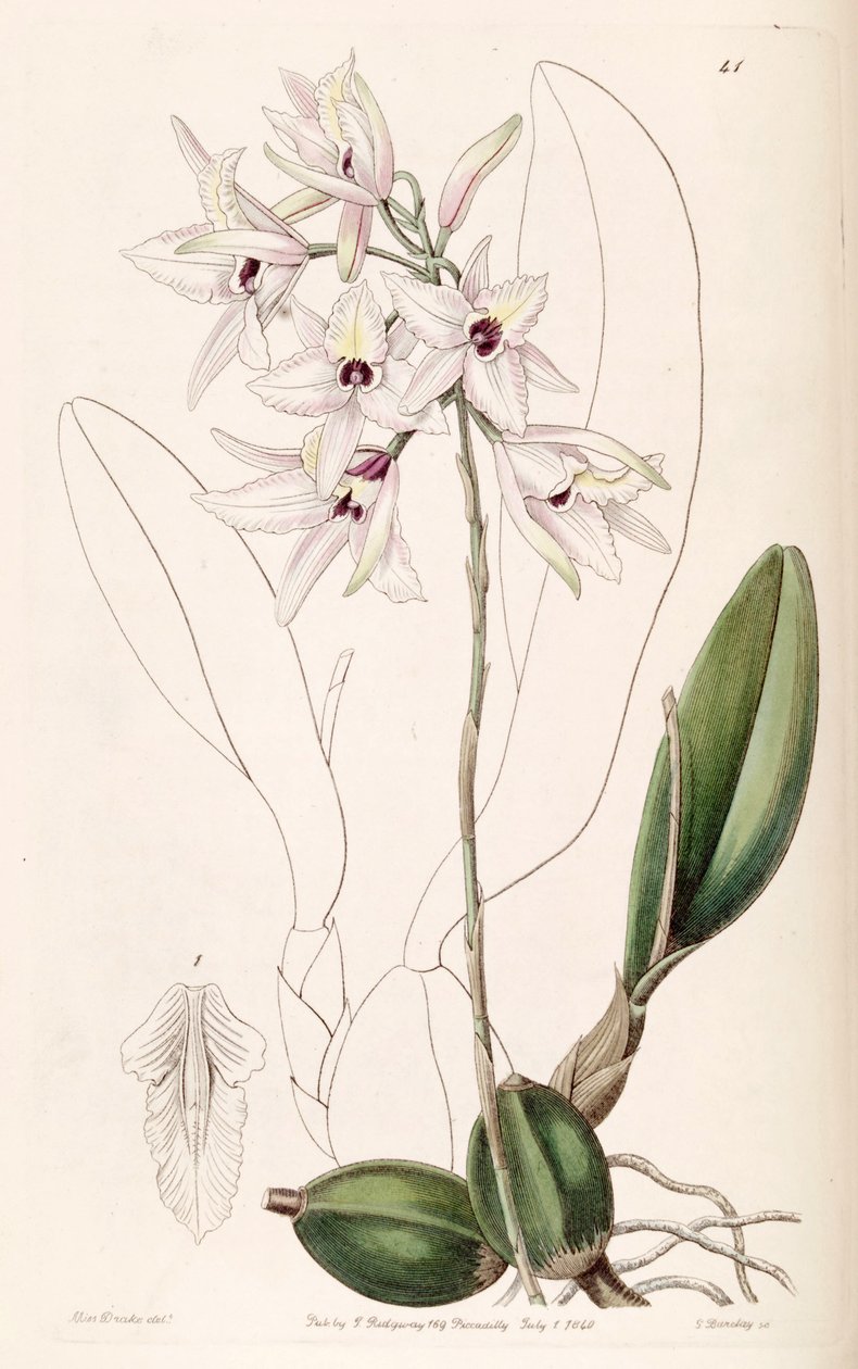 Laelia rubescens von Miss Drake