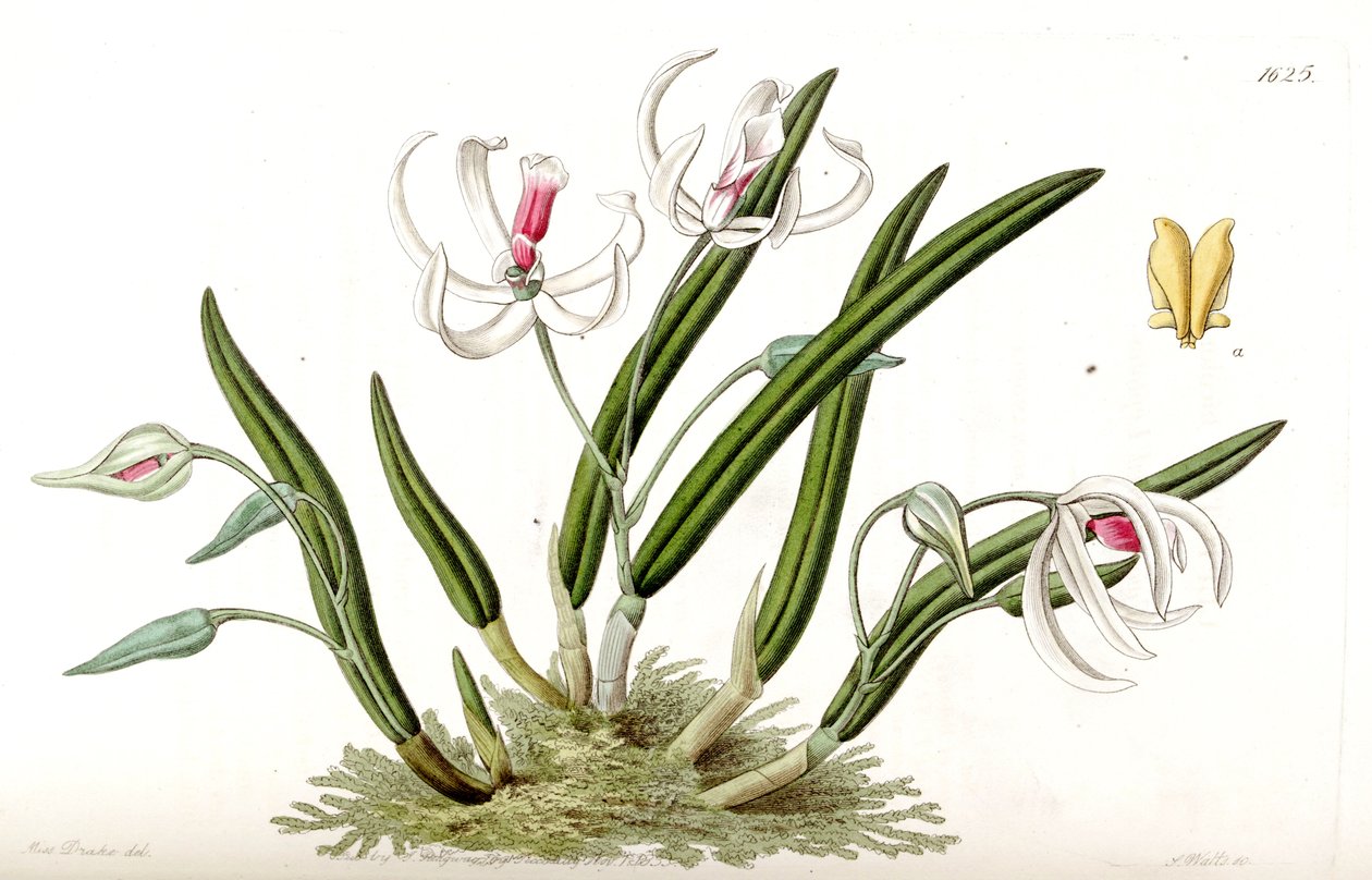 Leptotes bicolor von Miss Drake