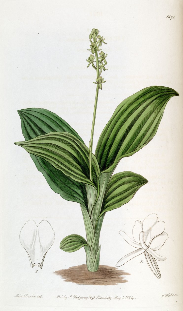 Liparis nervosa ssp. nervosa (als syn. Liparis guineensis) von Miss Drake