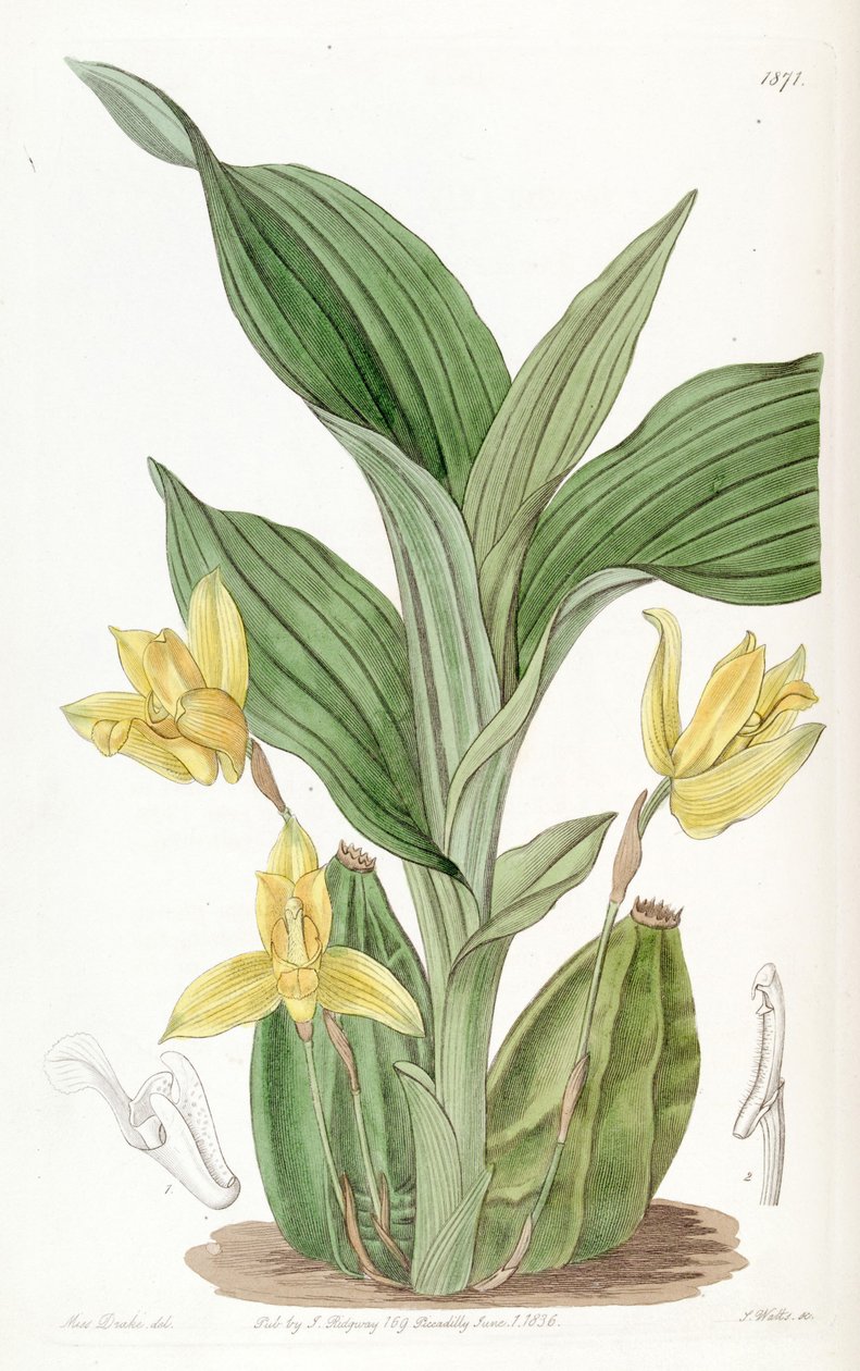 Lycaste aromatica (als syn. Maxillaria aromatica) von Miss Drake