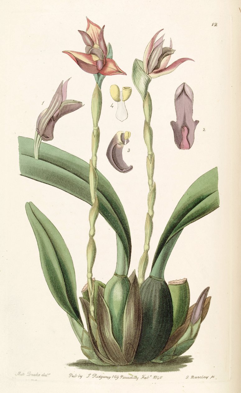 Maxillaria cucullata von Miss Drake