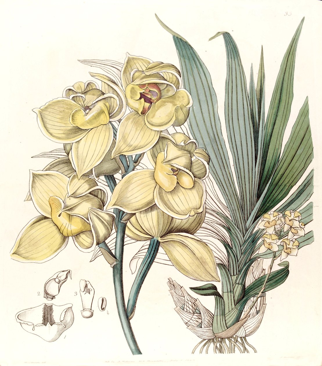 Mormodes luxata von Miss Drake
