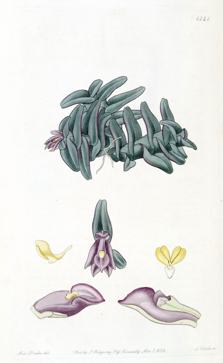 Nanodes discolor von Miss Drake