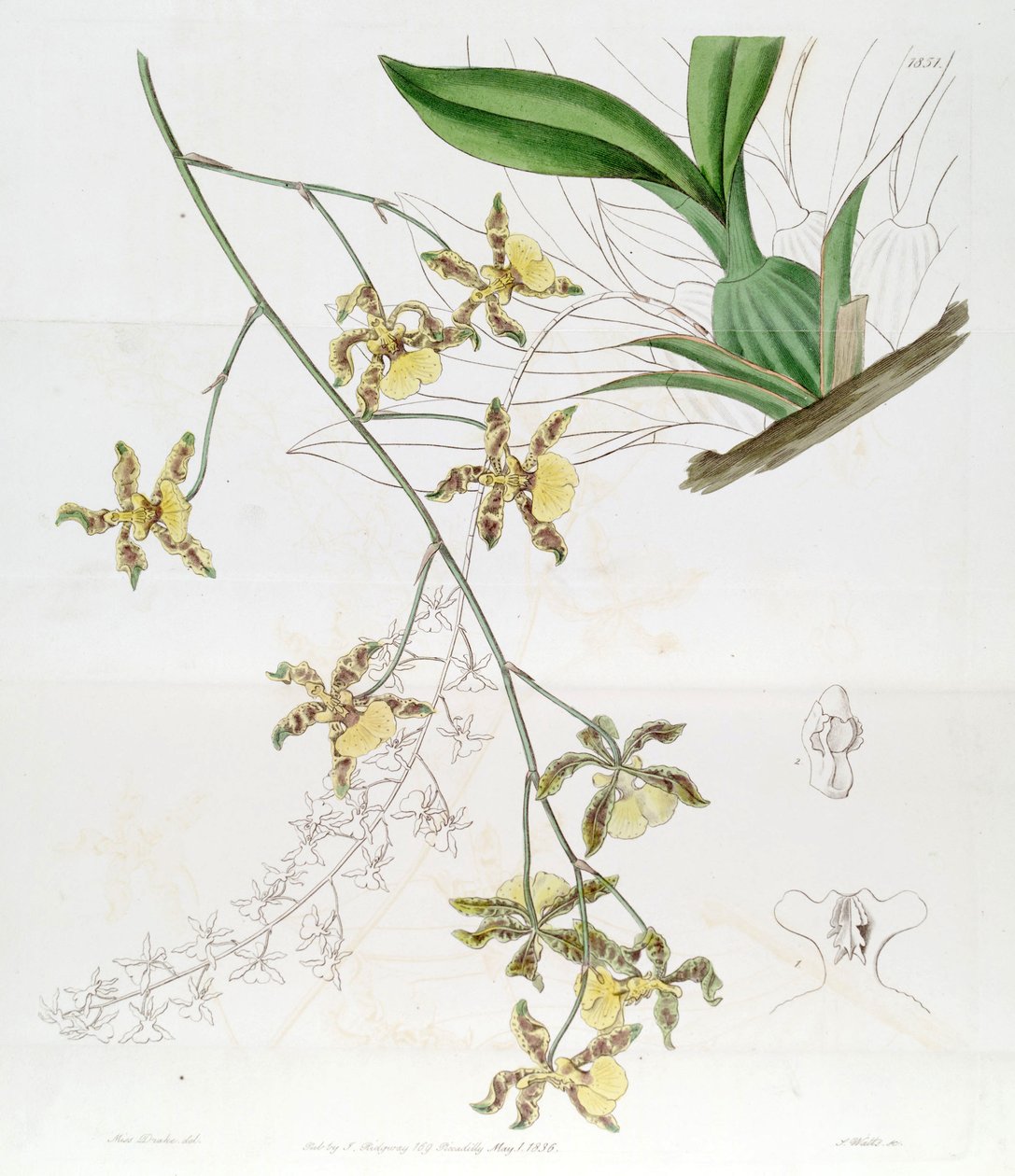 Oncidium altissimum (Jacq.) Sw (Diese Zeichnung ist NICHT Oncidium baueri, siehe Disambiguierungsseite Oncidium altissimum) von Miss Drake