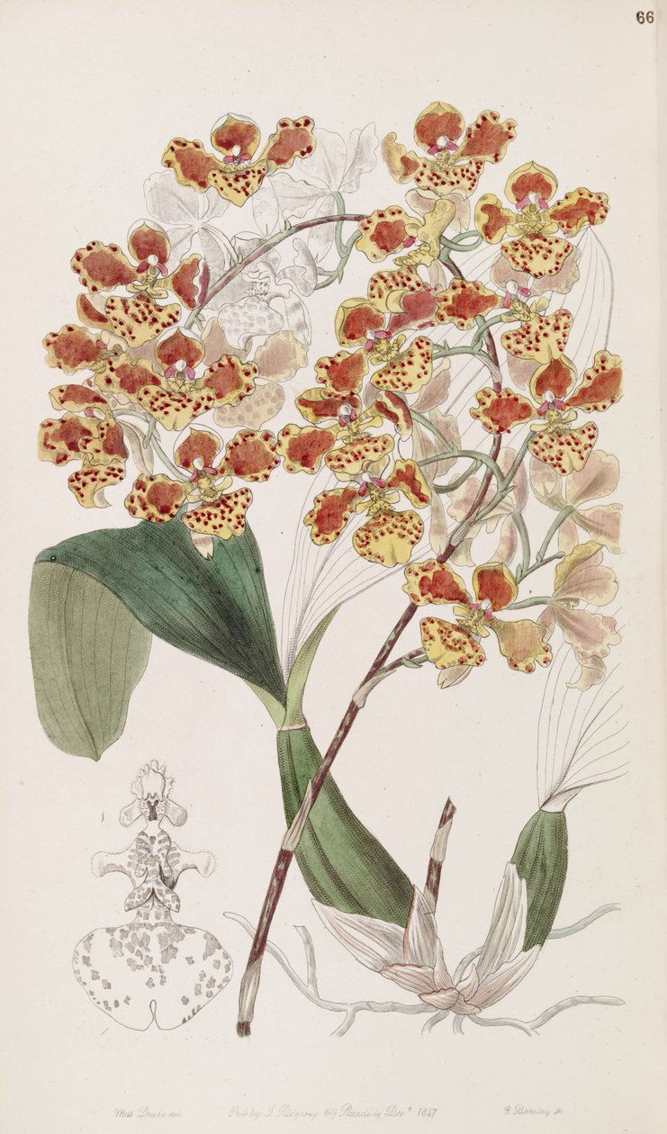 Oncidium amictum von Miss Drake