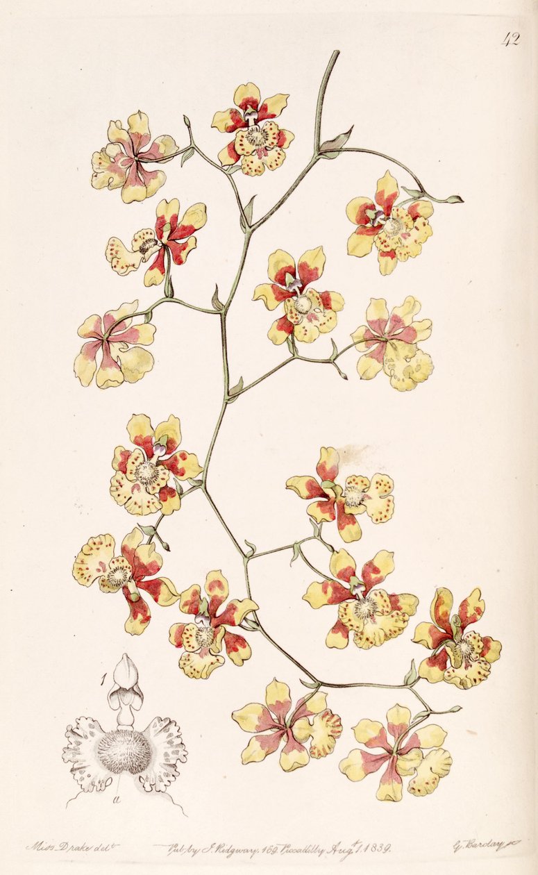 Oncidium divaricatum (als Syn. Oncidium pulvinatum) von Miss Drake