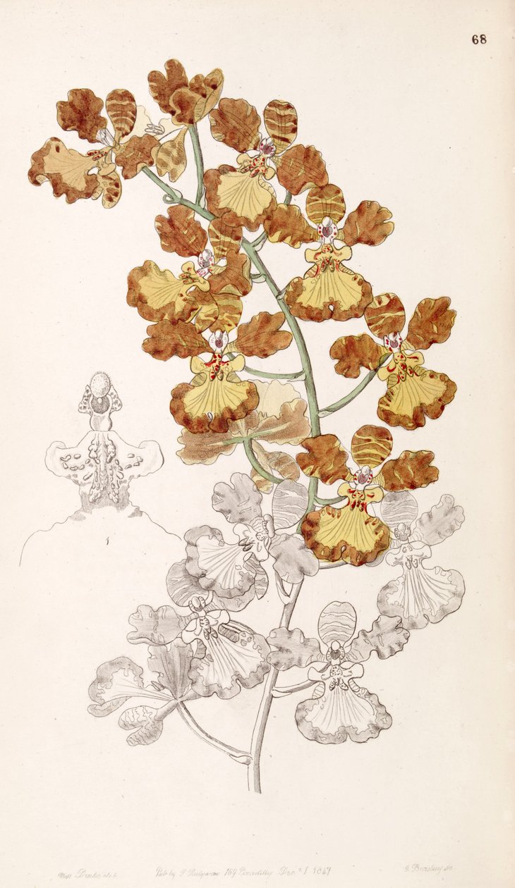 Oncidium gardneri (als Syn. Oncidium curtum) von Miss Drake