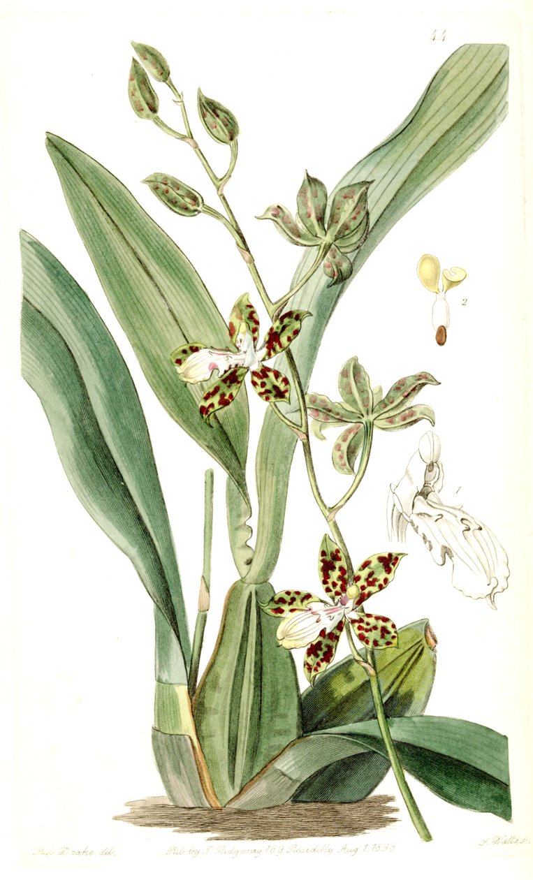Oncidium maculatum (als Syn. Cyrtochilum maculatum) von Miss Drake