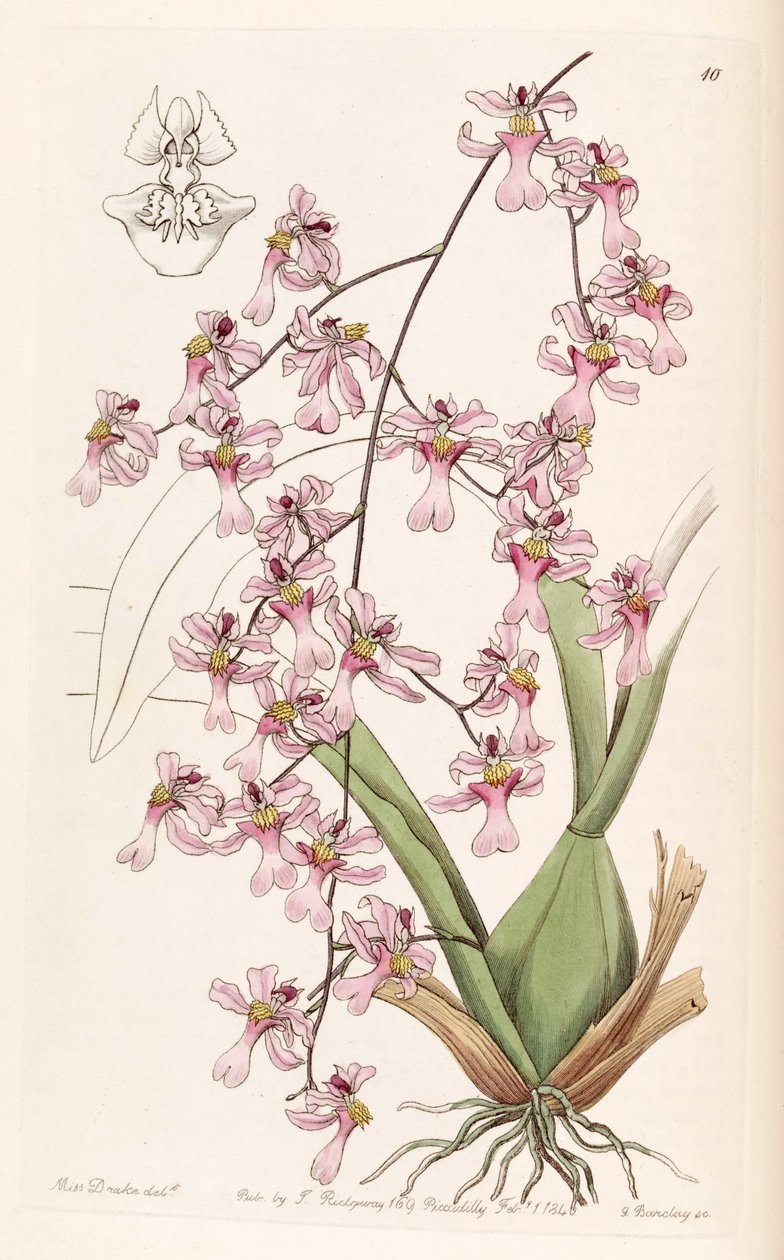Oncidium ornithorhynchum von Miss Drake
