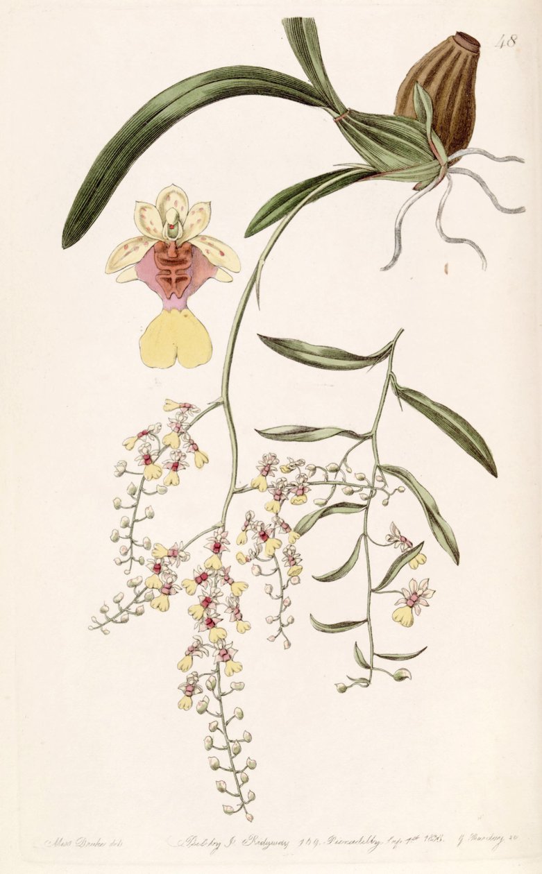 Oncidium raniferum von Miss Drake