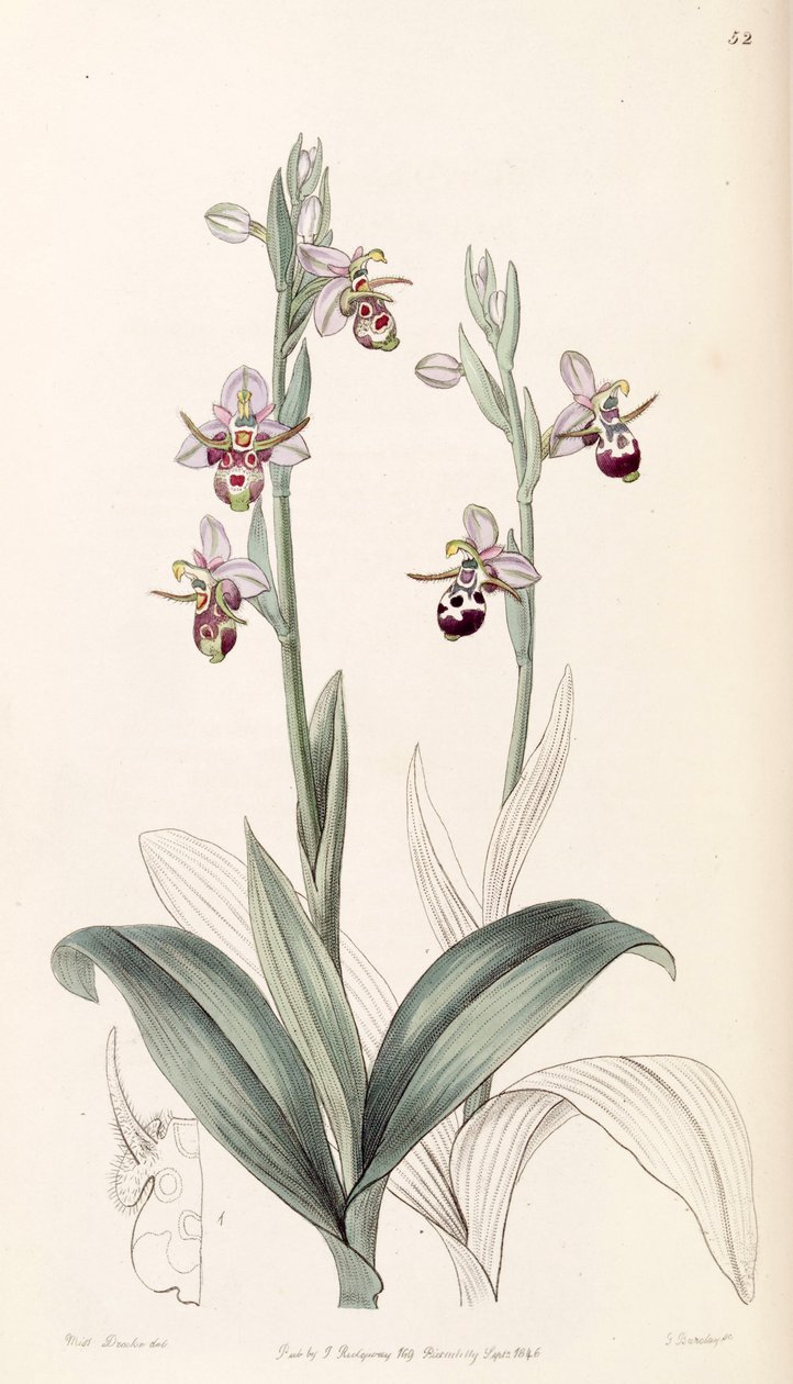 Ophrys scolopax subsp. cornuta von Miss Drake