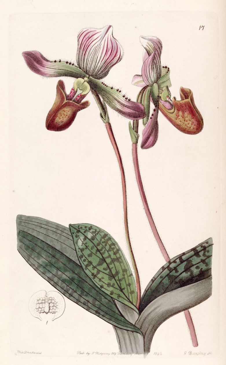 Paphiopedilum barbatum von Miss Drake