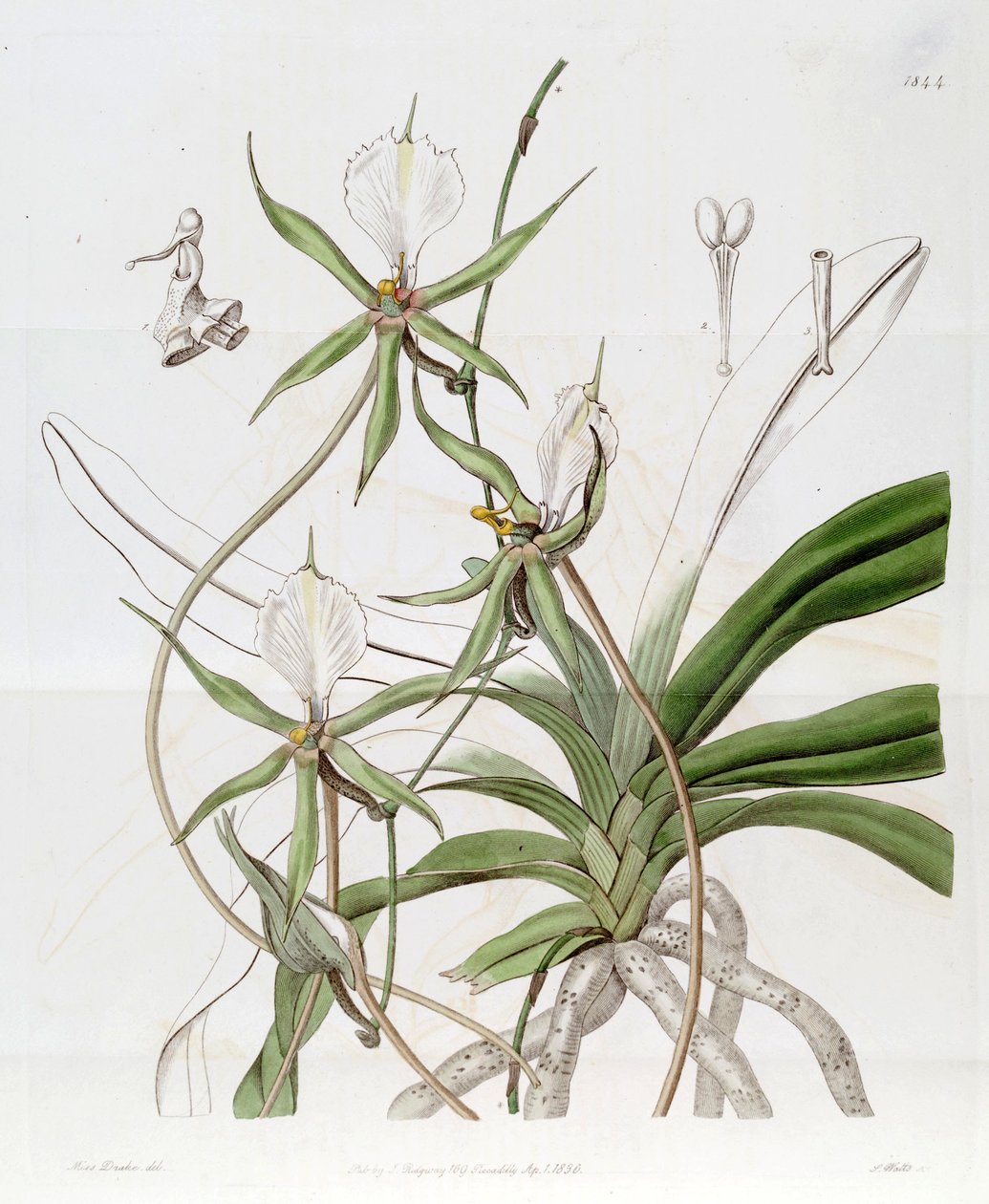 Plectrelminthus caudatus (als syn. Angraecum caudatum) von Miss Drake