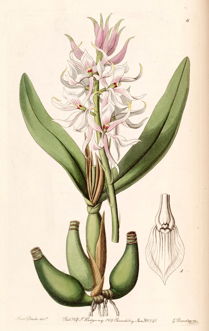 Prosthechea glumacea (als Syn. Epidendrum glumaceum) von Miss Drake