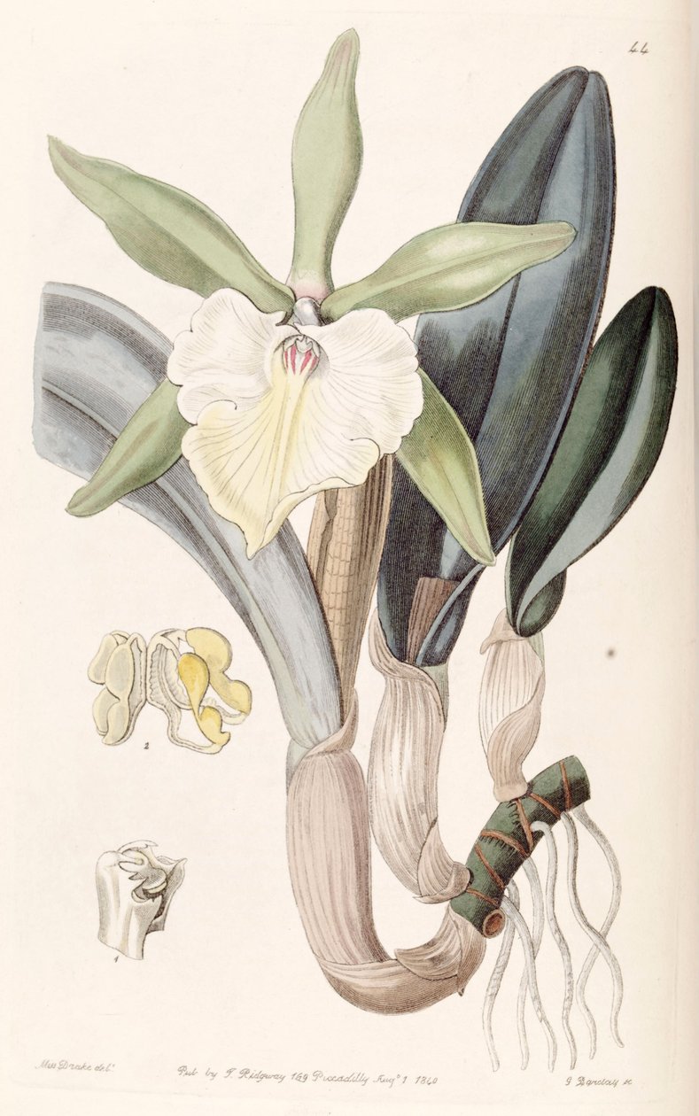 Rhyncholaelia glauca oder Brassavola glauca von Miss Drake