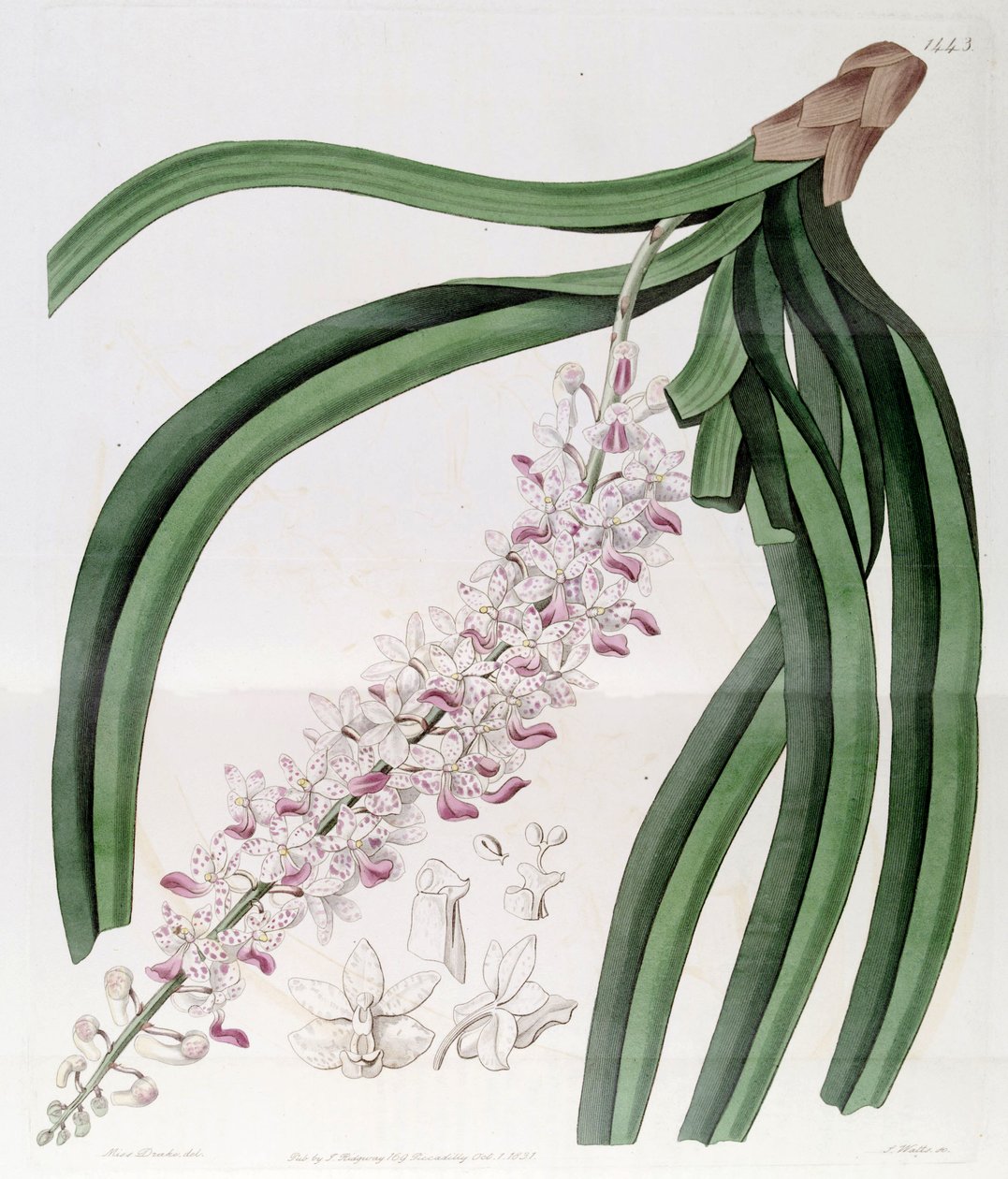 Rhynchostylis retusa (als syn. Eulophia mackaiana) von Miss Drake