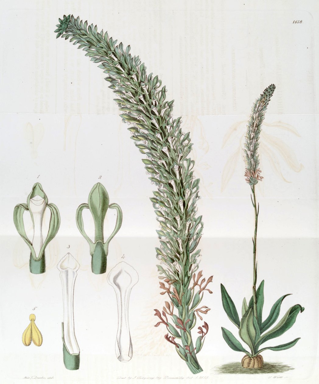 Sauroglossum nitidum (als syn. Sauroglossum elatum) von Miss Drake