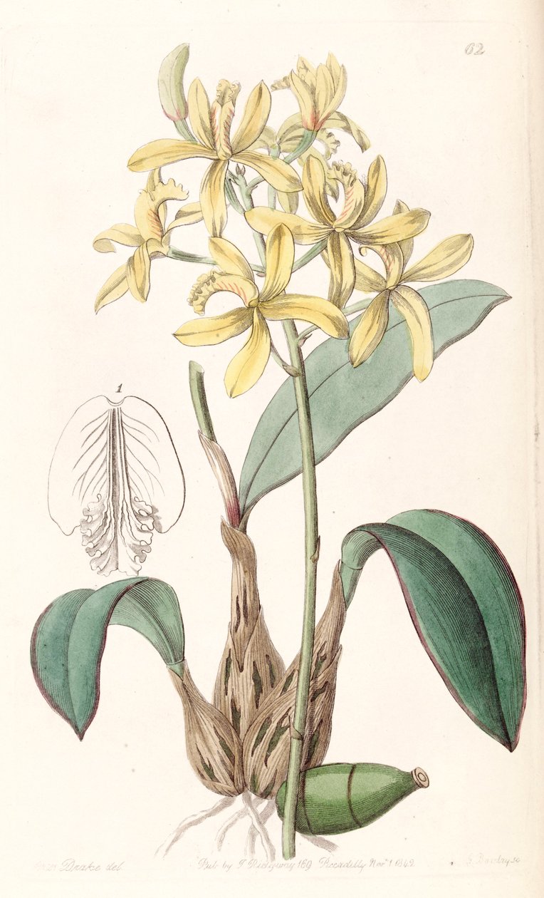 Sophronitis crispata von Miss Drake