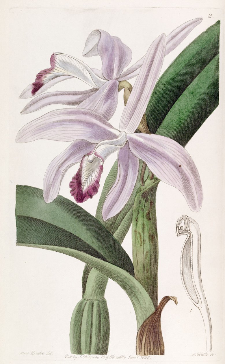 Sophronitis perrinii (als Syn. Cattleya perrinii) von Miss Drake