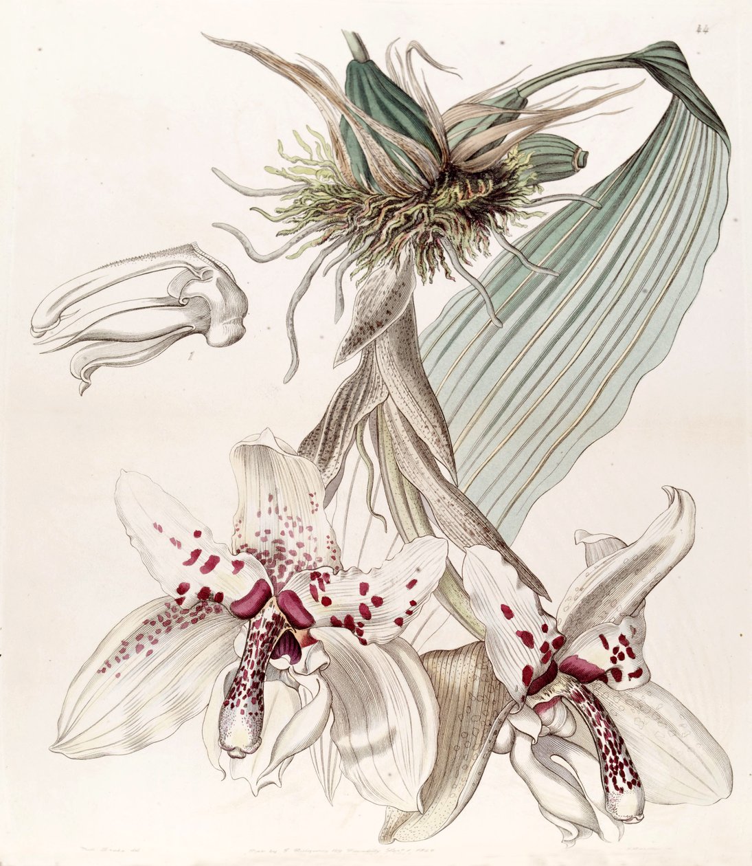 Stanhopea martiana von Miss Drake