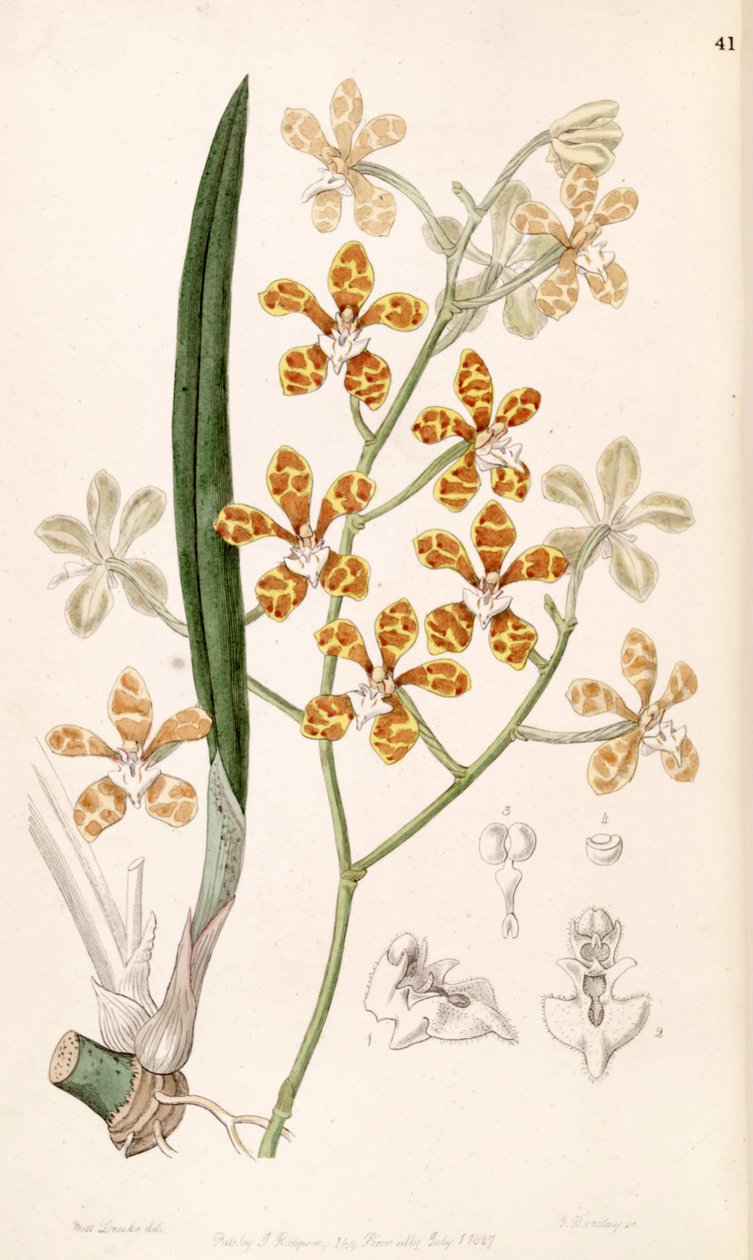 Staurochilus ionosmus (als syn. Cleisostoma ionosmum) von Miss Drake