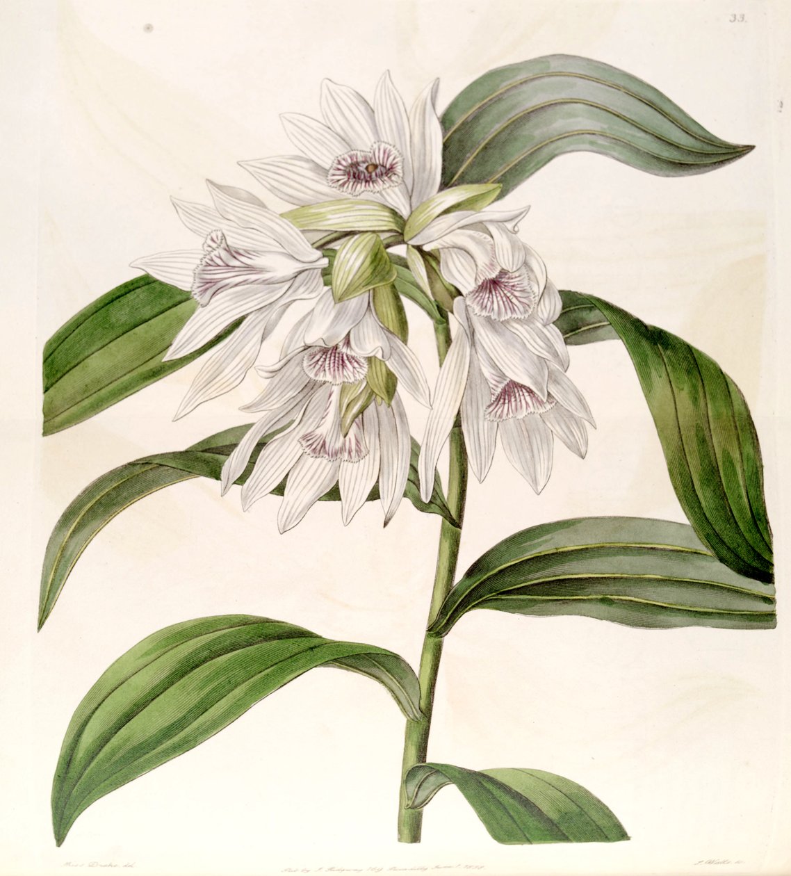 Thunia alba (als Syn. Phaius albus) von Miss Drake