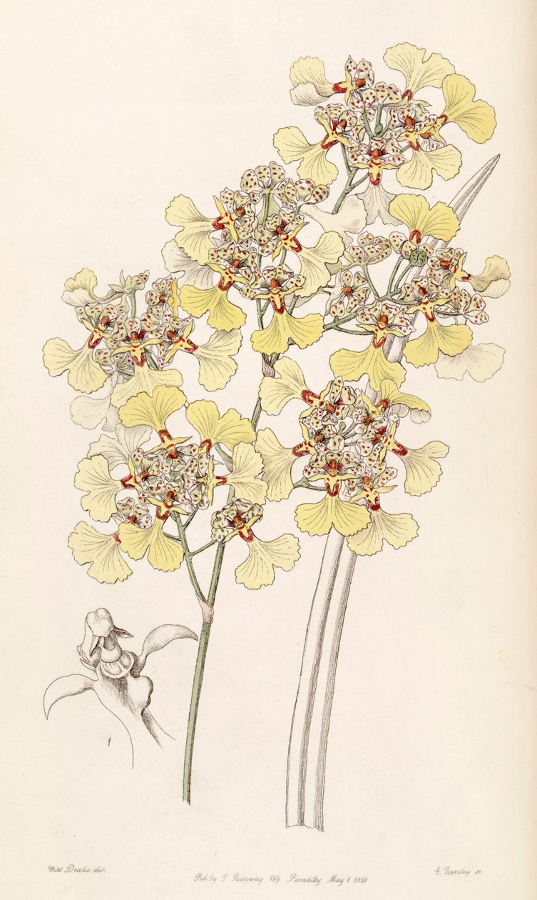 Trichocentrum lacerum von Miss Drake