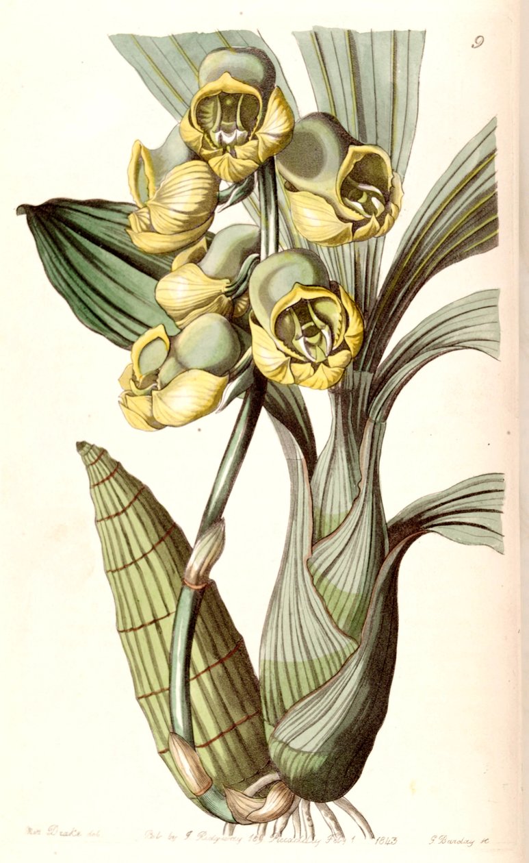 Catasetum planiceps von Miss Drake