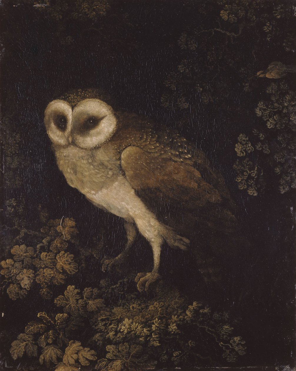 Eine Eule, 1780-1790 von Moses Haughton