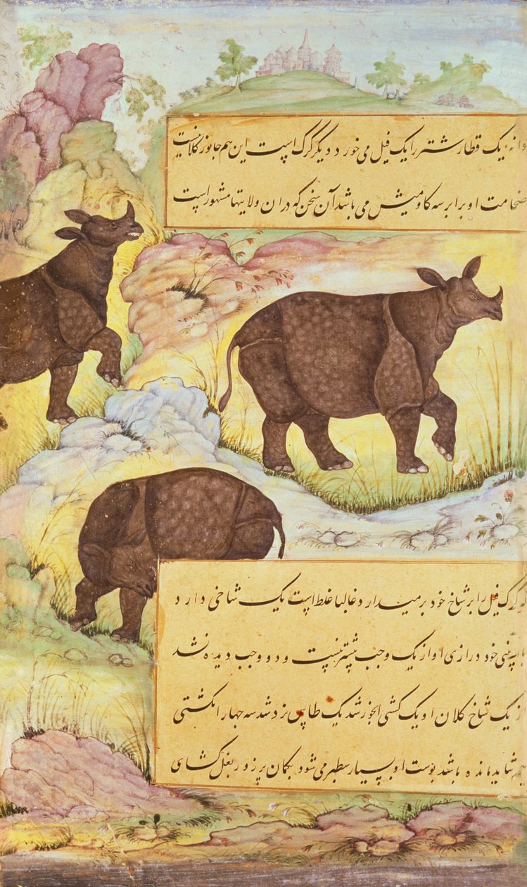 Nashorn, Illustration aus dem 