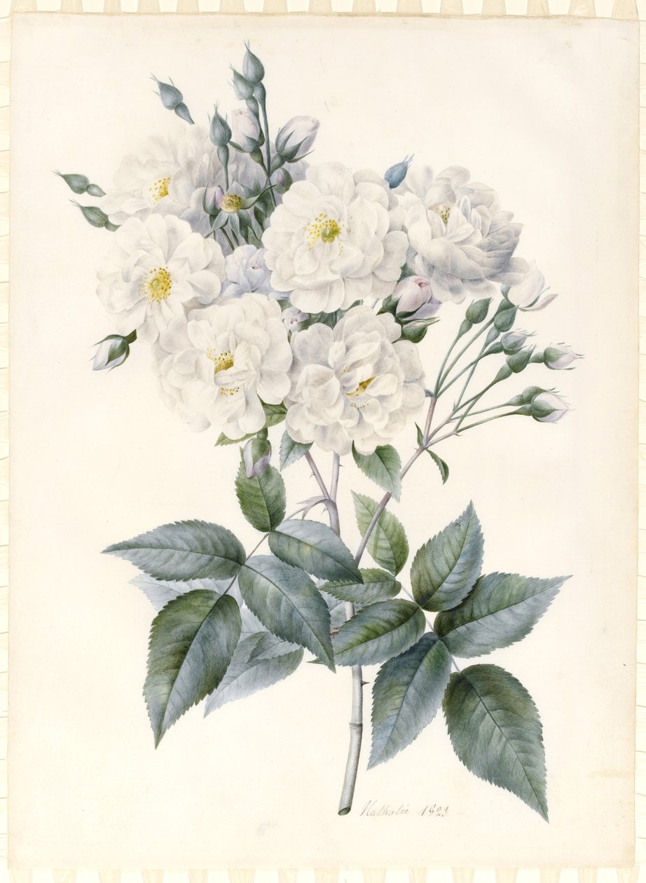 Noisette-Rose, 1823 von Nathalie d