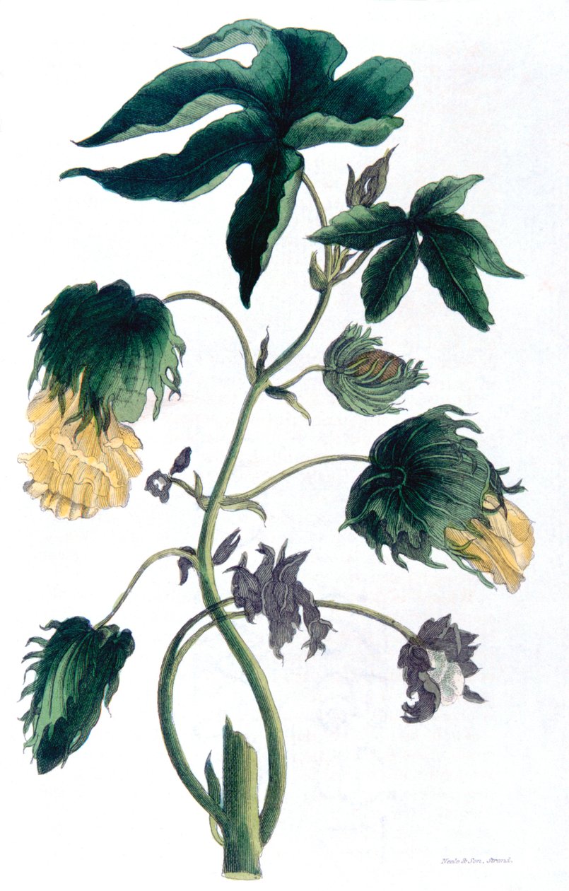 Gossypium - Baumwollpflanze von Neale and Son