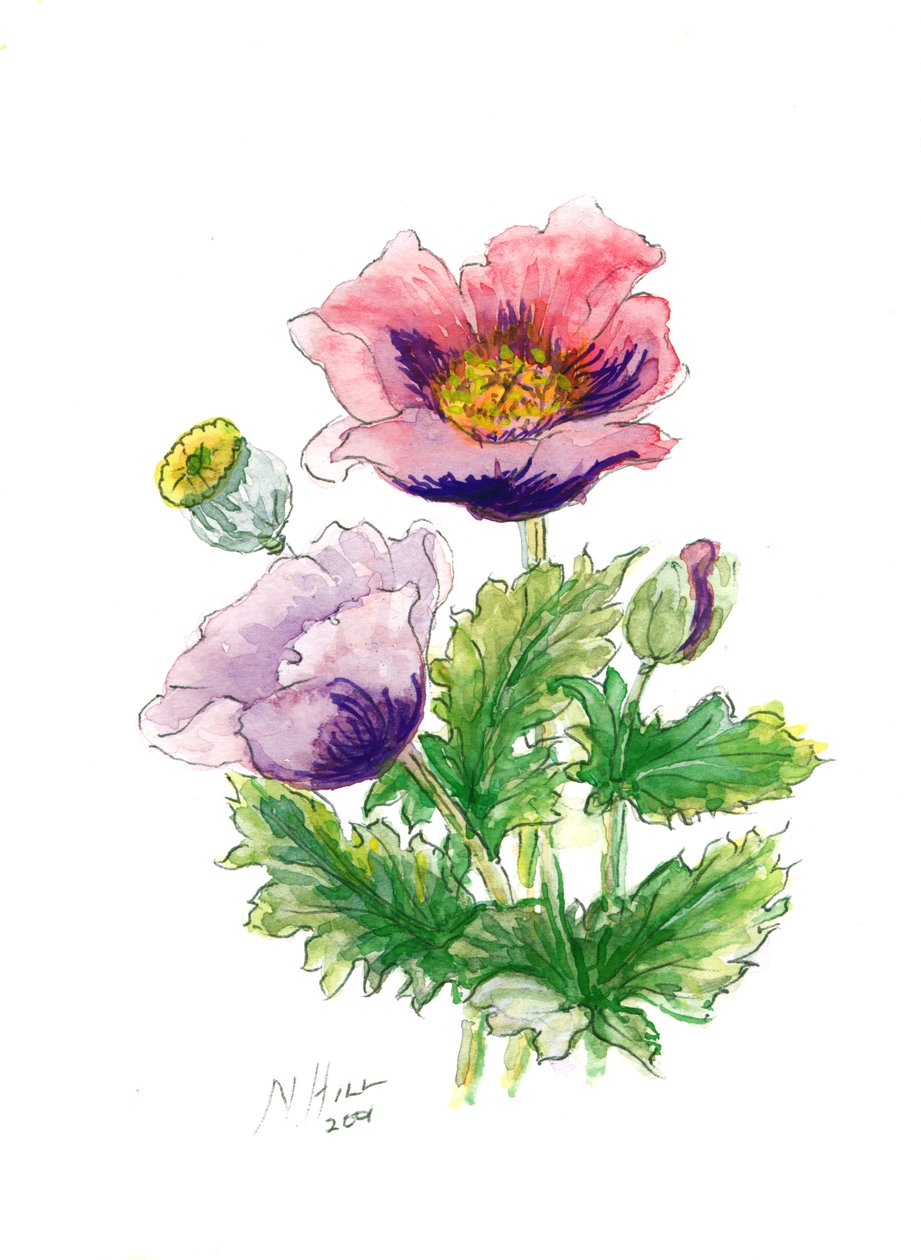 Schlafmohn, 2001 von Nell Hill