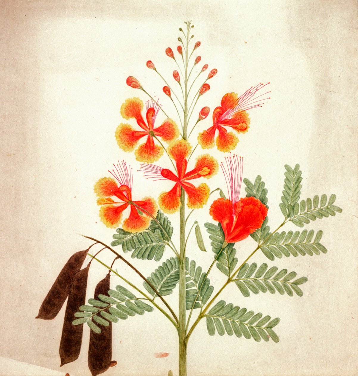 Blumenstudie, ca. 1840 von Nicholas Tomlinson